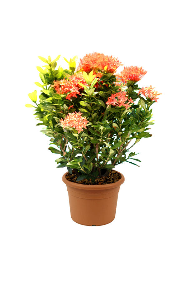 Best Fragrant Plants – Discover the Most Aromatic Plants - Plantsworld.ae