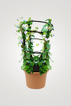 Creeping Flowering Plants - Plantsworld.ae