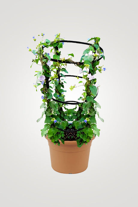 Creeping Flowering Plants - Plantsworld.ae