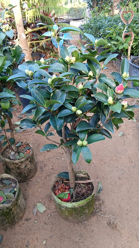 Japanese camellia red blooms