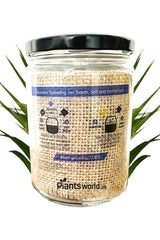 Maison Branded Glass Jar - Plantsworld.ae