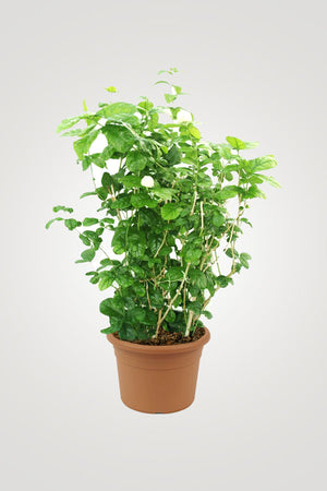 Flowering Plant Collection - Mixed Species - Plantsworld.ae