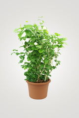 Balcony In Bloom – Beautiful Balcony Plants for Your Outdoor Oasis - Plantsworld.ae