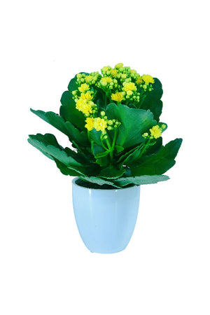Kalanchoe - Kalanchoe blossfeldiana - Plantsworld.ae