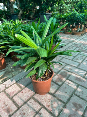 Elegant Rhapis Excelsa (Lady Palm) – Lush Indoor Palm Plant for Home and Office at PlantsWorld.ae

