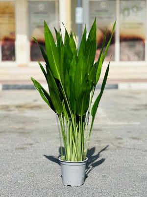 Lance Dracaena - Dracaena Aubryana - Plantsworld.ae