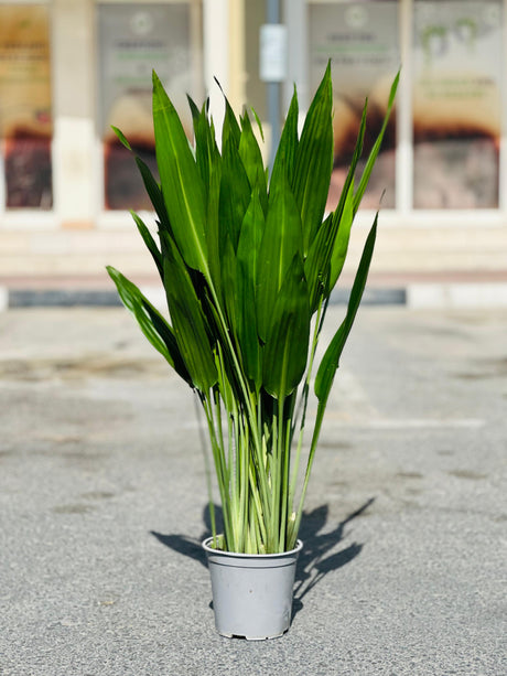 Lance Dracaena - Dracaena Aubryana - Plantsworld.ae