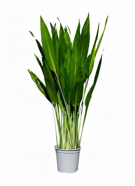 Tall lance dracaena houseplant for home and office décor