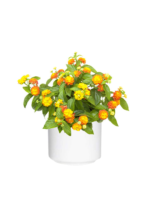 Lantana Mix Color - Lantana Camara - Plantsworld.ae