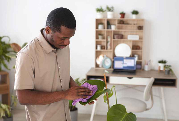 A men clean plant leaves.