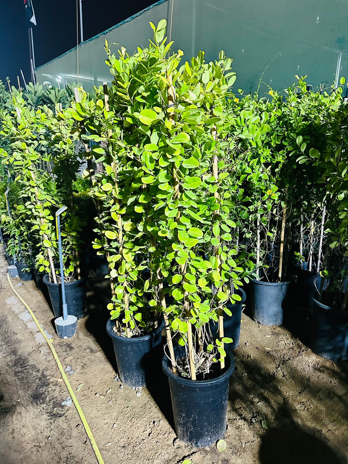Brazilian Jasmine - Mandevilla Sanderi - Plantsworld.ae
