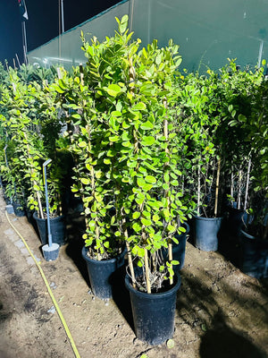 Brazilian Jasmine - Mandevilla Sanderi - Plantsworld.ae