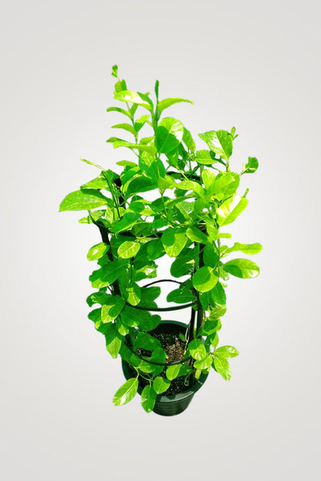 Best Fragrant Plants – Discover the Most Aromatic Plants - Plantsworld.ae