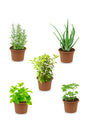 Medical Plant Combo - Set of 5 - Plantsworld.ae