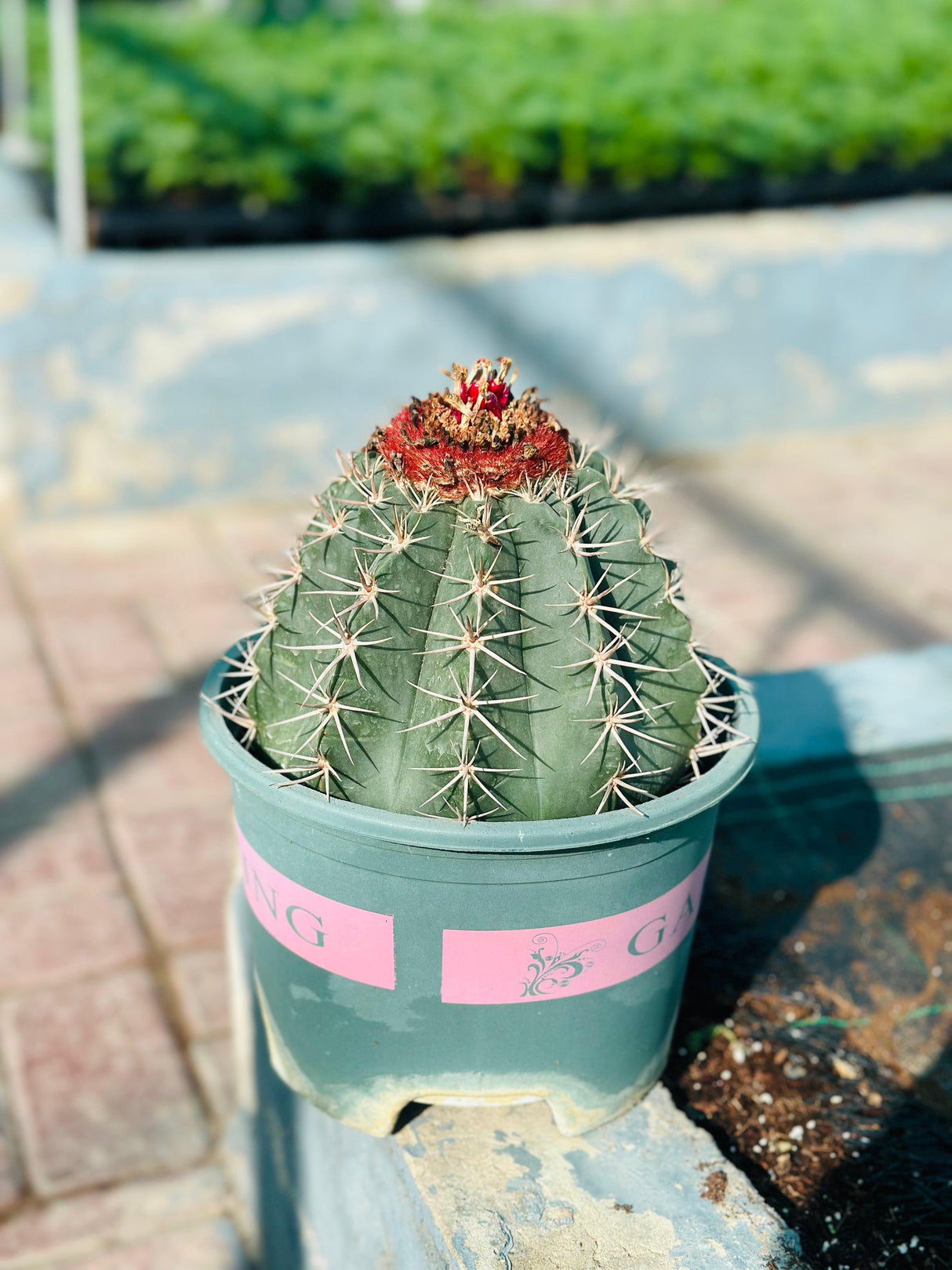 Melocactus Conoideus – Rare Cactus with Red Cephalium - Plantsworld.ae