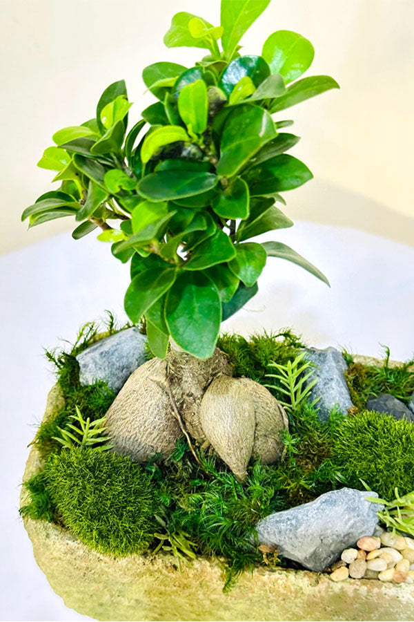 Mini Bonsai Garden - Mixed Bonsai - Plantsworld.ae