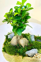 Mini Bonsai Garden - Mixed Bonsai - Plantsworld.ae