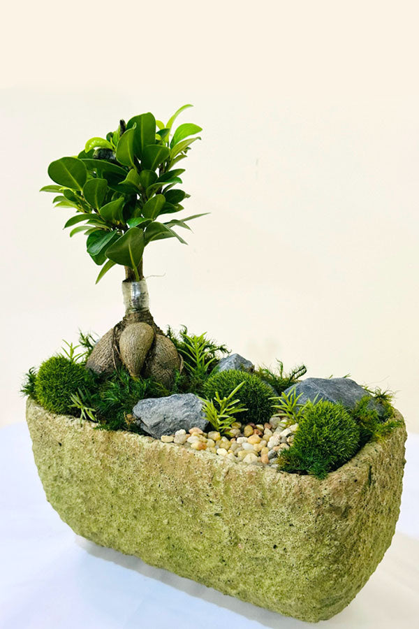 Mini Bonsai Garden - Mixed Bonsai - Plantsworld.ae