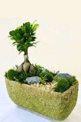 Mini Bonsai Garden - Mixed Bonsai - Plantsworld.ae