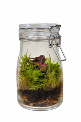 Mini Forest Terrarium - Plantsworld.ae