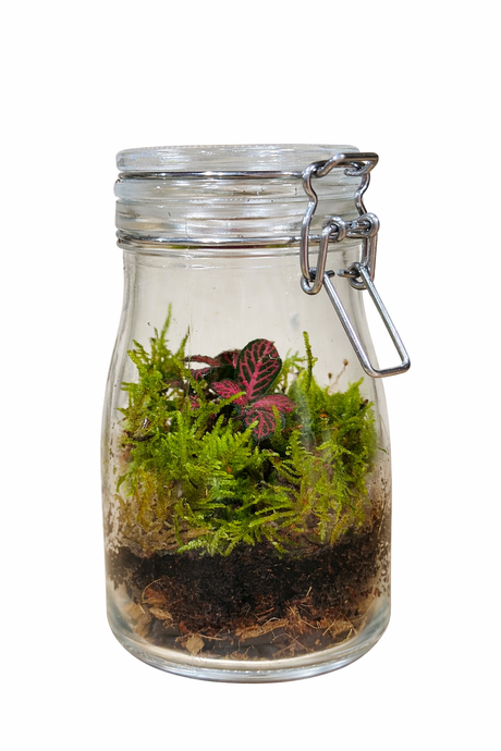 Mini Forest Terrarium - Plantsworld.ae