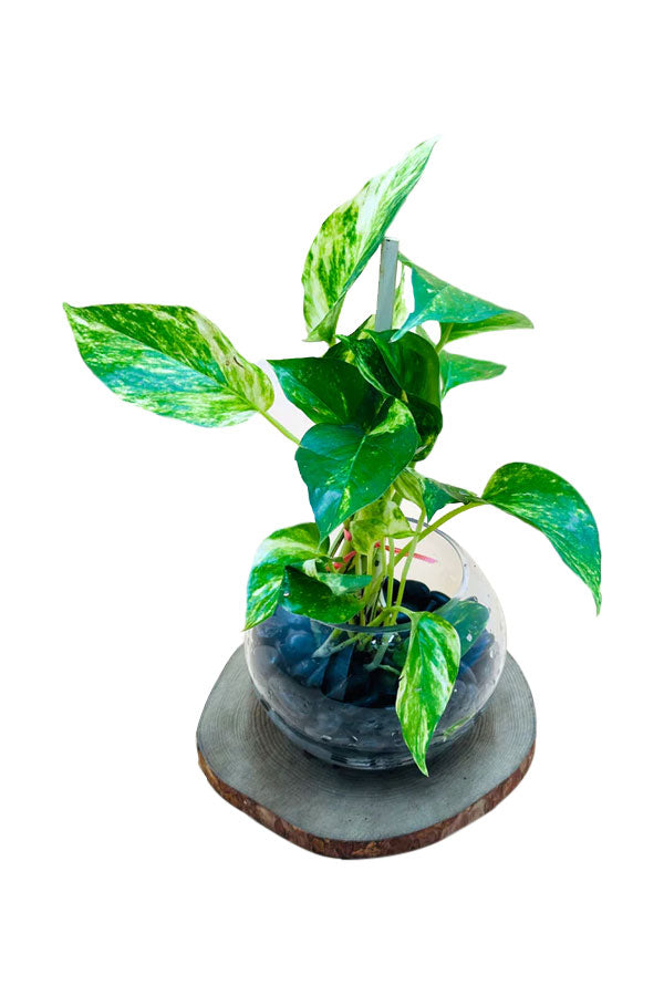 Decorative hydroponic money plant with trailing vines