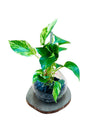 Decorative hydroponic money plant with trailing vines