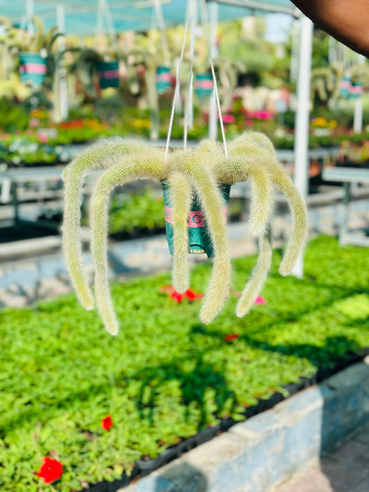 Monkey Tail Cactus Hanging  - Cactus Plant - Plantsworld.ae