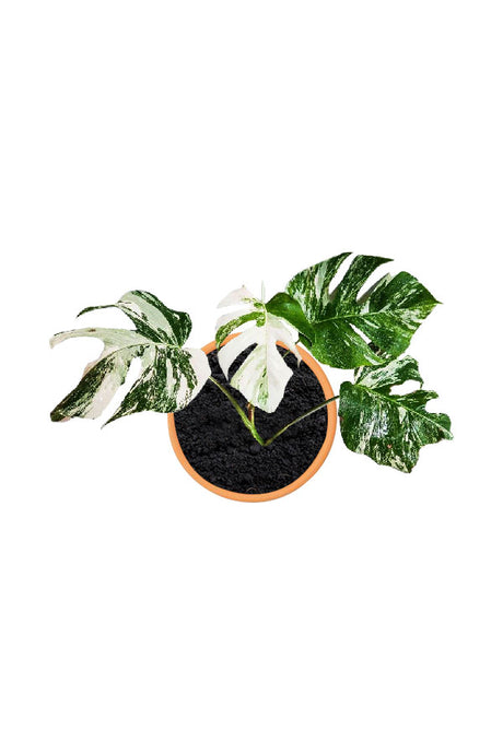 Albo Variegated Monstera - Monstera Deliciosa 'Albo Variegata' - Plantsworld.ae