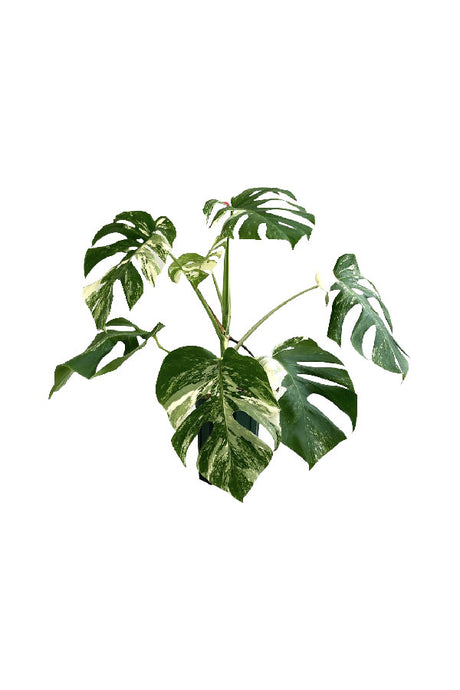 Albo Tiger Monstera - Monstera Borsigiana 'Albo Tiger' - Plantsworld.ae
