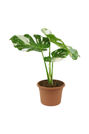 Thai Constellation Monstera - Monstera Deliciosa 'Thai Constellation' - Plantsworld.ae