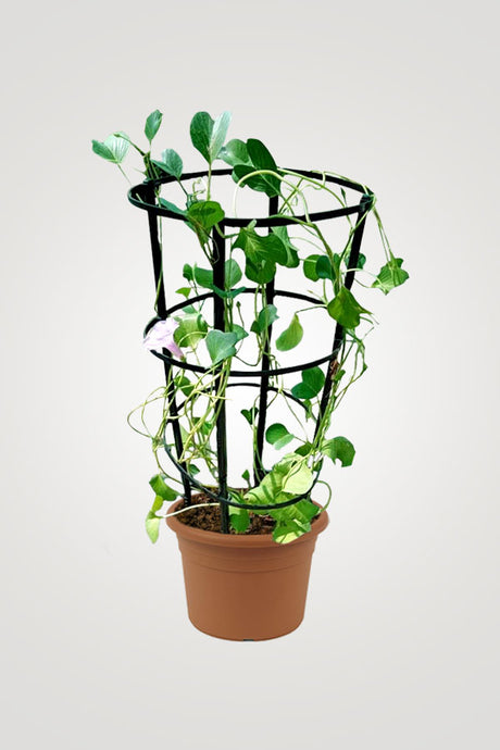 Creeping Flowering Plants - Plantsworld.ae