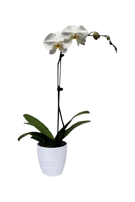 Single Stem Moth Orchid (Phalaenopsis) in bloom – Elegant indoor flowering plant


