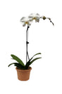Moth Orchids - Orchid  (Single Stem) - Plantsworld.ae