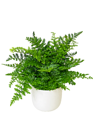 Mother Fern - Asplenium Parvati