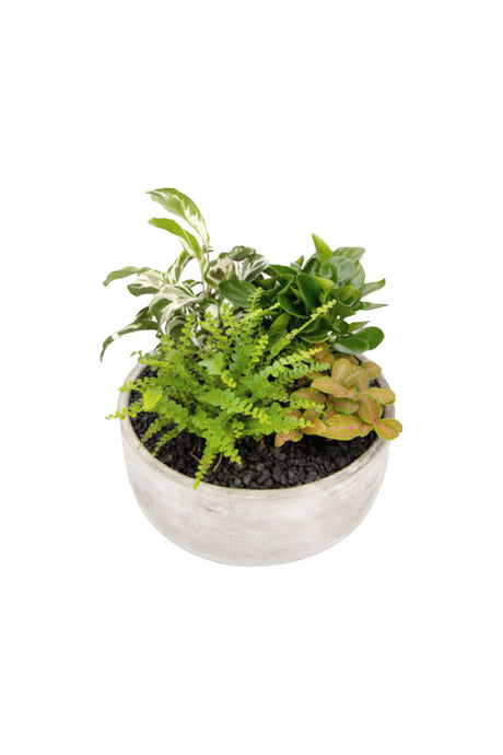 Nature’s Nook Creations – Decorative Indoor Plant Dish Garden in Ceramic Pot

