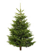 Nordmann Fir Holland Indoor Tall Plant Rental (9-10 ft) – Festive Indoor Tree in Dubai Interior

