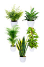Office Plant Combo set with 5 indoor plants including Snake Plant, Peace Lily, Areca Palm, Money Plant, and Asparagus Fern