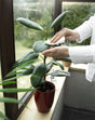 Office Plant Care Service in Dubai – Indoor Plant Maintenance by PlantsWorld.ae

