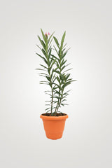 Balcony In Bloom – Beautiful Balcony Plants for Your Outdoor Oasis - Plantsworld.ae
