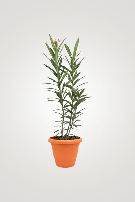 Balcony In Bloom – Beautiful Balcony Plants for Your Outdoor Oasis - Plantsworld.ae