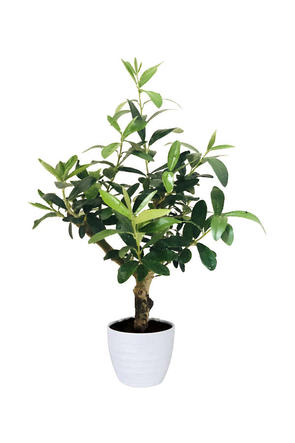 Olea Europaea Dwarf Olive Tree Indoor Plant for Balcony and Living Room