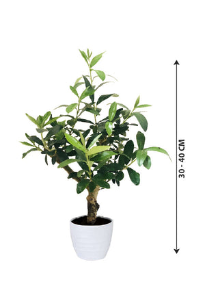 Dwarf Olive - Olea Europaea - Plantsworld.ae