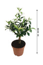 Dwarf Olive - Olea Europaea - Plantsworld.ae