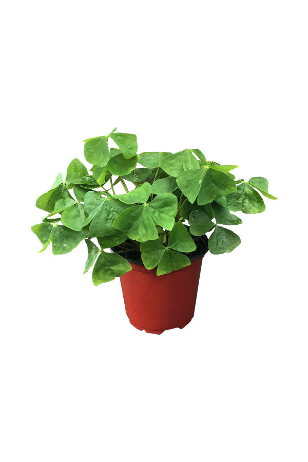 Oxalis Green - Plantsworld.ae
