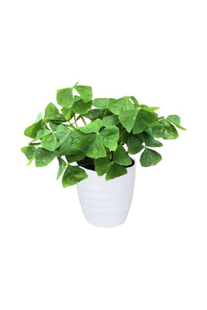 Oxalis Green ornamental indoor plant