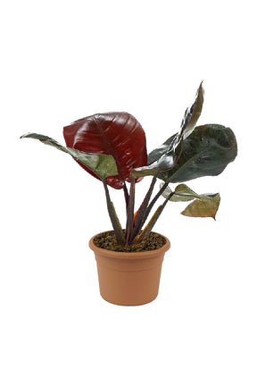 Philodendron Black Congo – Bold Dark Leaf Indoor Foliage Plant - Plantsworld.ae