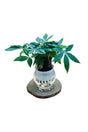 Small Pachira aquatica lucky money plant