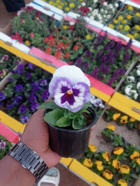 Pansy Plant - Viola Tricolor Var. Hortensis - Plantsworld.ae