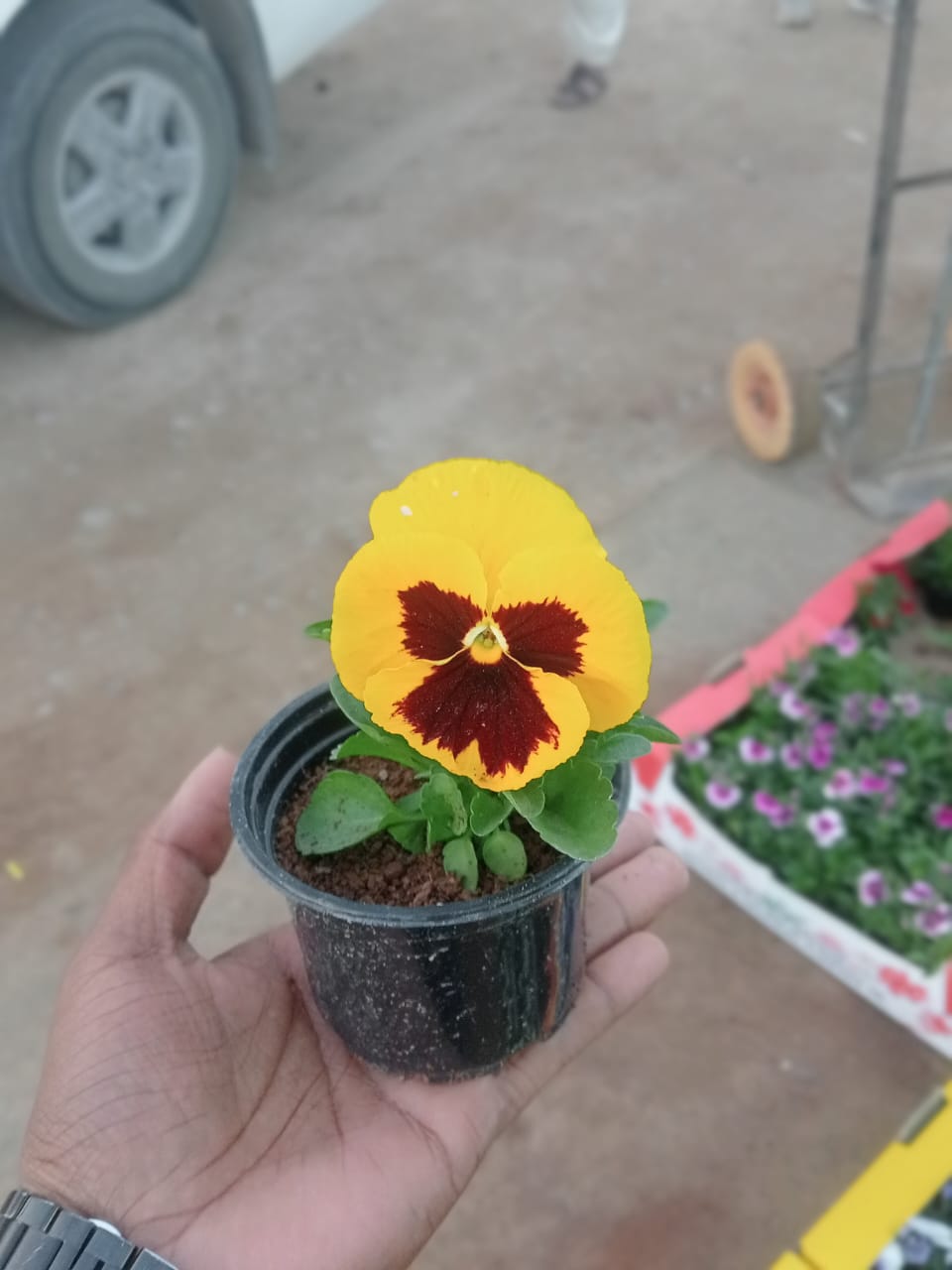 Pansy Plant - Viola Tricolor Var. Hortensis - Plantsworld.ae